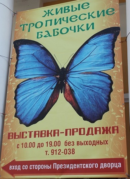 Афиша Ижевска — Живые тропические бабочки