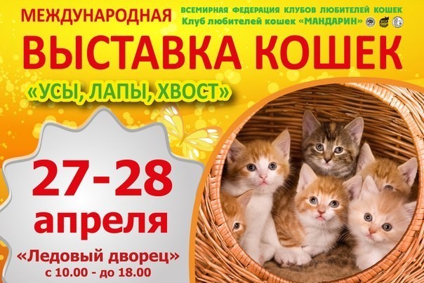 Афиша Ижевска — Международная выставка кошек «Усы, лапы, хвост»