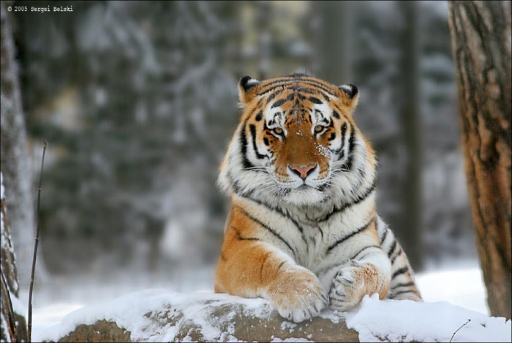 Афиша Ижевска — День амурского тигра