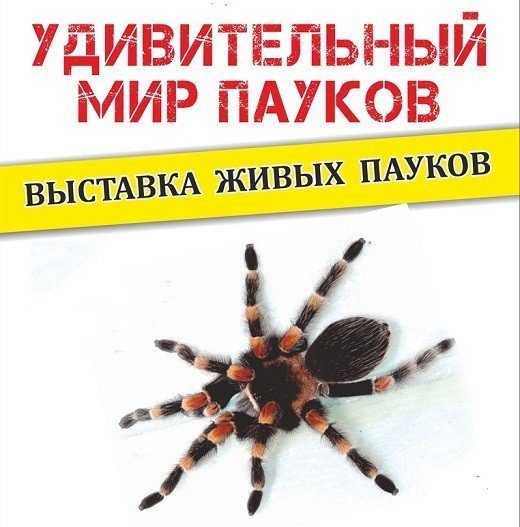 Афиша Ижевска — Выставка «Удивительный мир пауков»