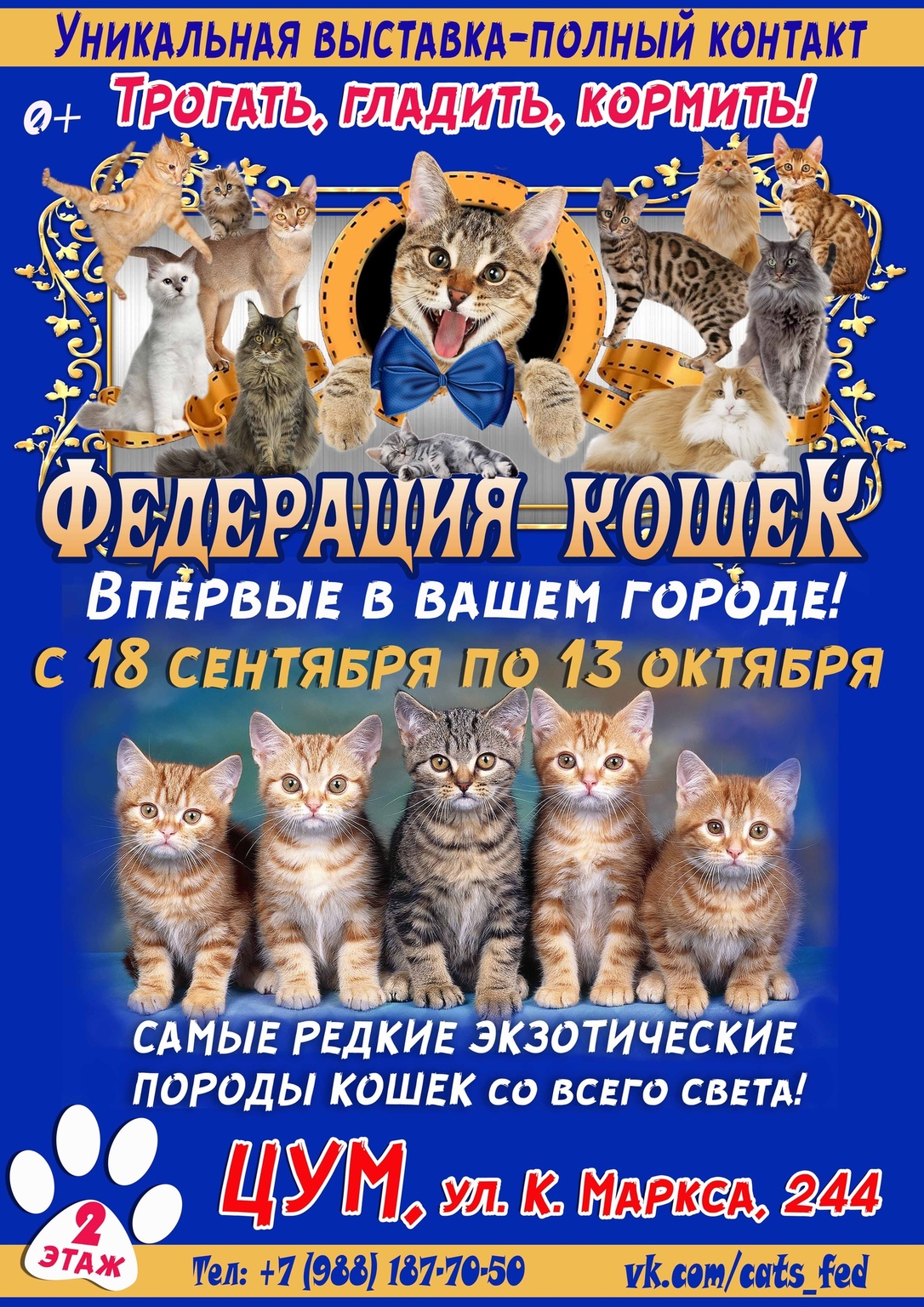 Афиша Ижевска — Контактная выставка "Федерация кошек"