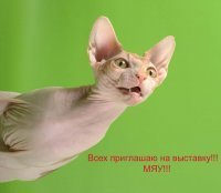 Афиша Ижевска — Международная выставка кошек «Cat Show — Premier»