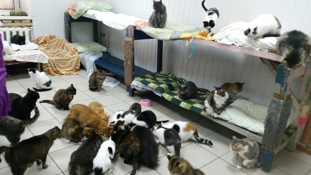 fanlife ru izhevsk mesta priyut kot i pyos