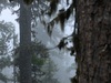 Афиша Ижевска — Лес. Хранитель жизни