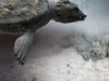 Афиша Ижевска — Морские динозавры 3D: Путешествие в доисторический мир