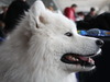 Афиша Ижевска — Всероссийская выставка собак всех пород 2011