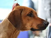 Афиша Ижевска — Всероссийская выставка собак всех пород 2011