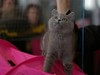 Афиша Ижевска — Международная выставка кошек от клуба «Престиж»