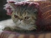 Афиша Ижевска — Международная выставка кошек от клуба «Престиж»