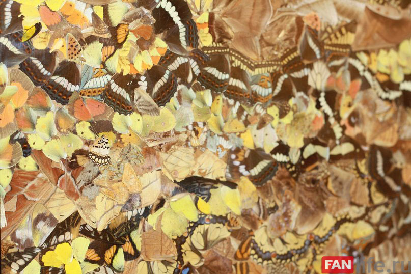 Необычные картины из бабочек привезли в Ижевск
