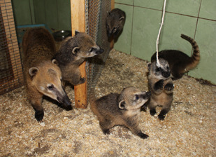 5 малышей носухи родились в ижевском зоопарке