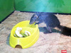 Афиша Ижевска — Погладить кролика, покормить попугая. «Контактный зоопарк» в Ижевске