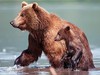 Афиша Ижевска — Земля медведей