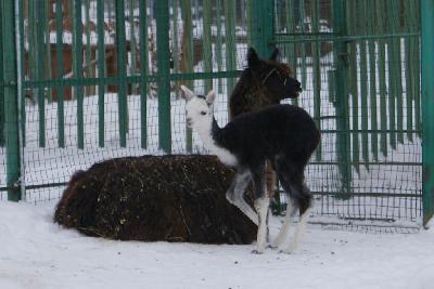 Малыш альпака родился в зоопарке Ижевска
