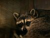 Афиша Ижевска — Мой дикий друг. Возвращение домой Афиша Ижевска — Мой дикий друг. Возвращение домой